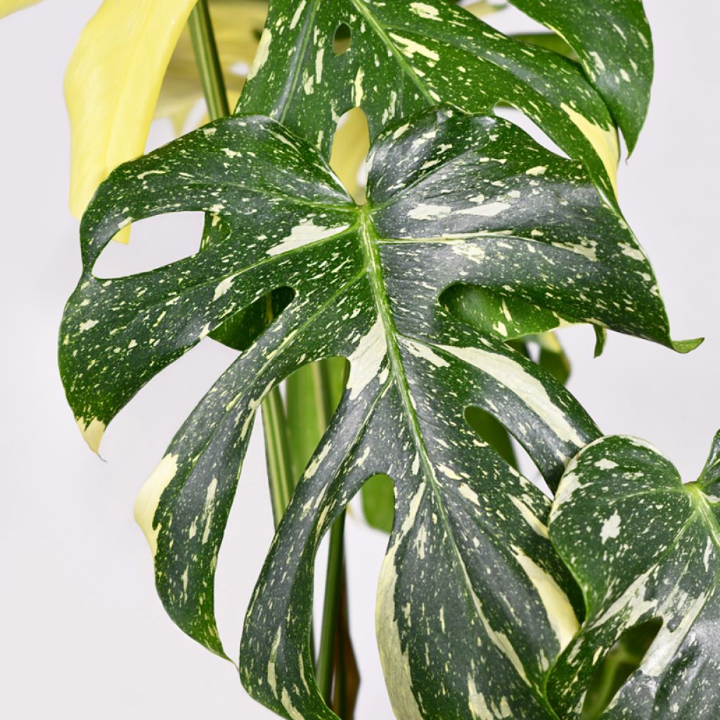 Monstera Thai Constellation - Fensterblatt