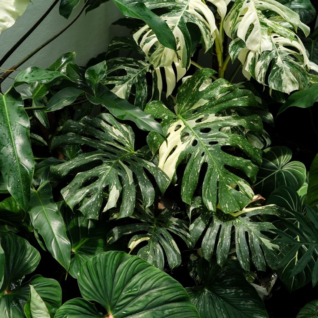 Monstera Thai Constellation - Fensterblatt