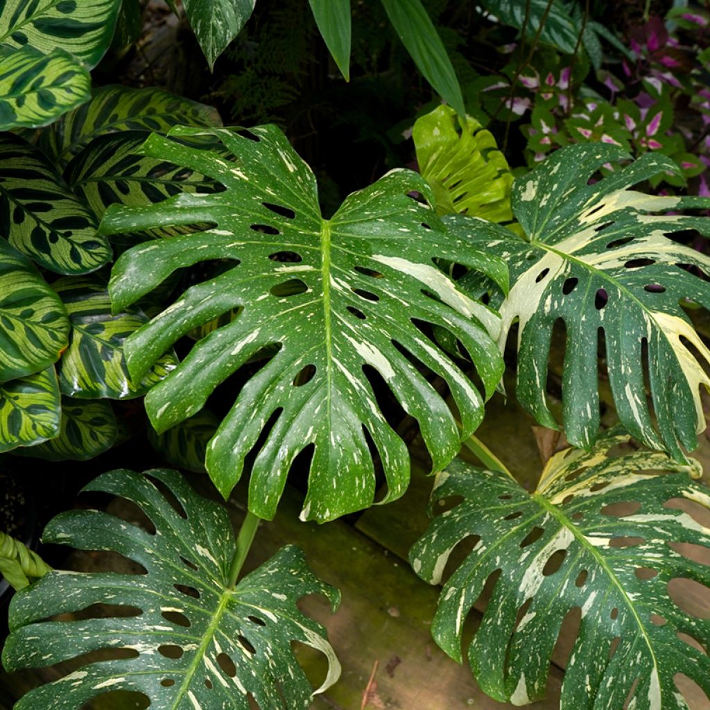 Monstera Thai Constellation - Fensterblatt