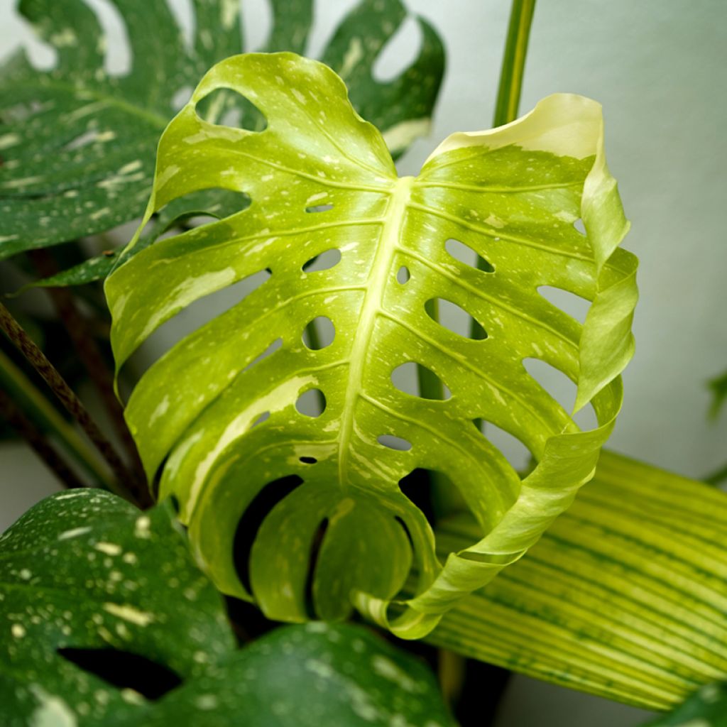 Monstera Thai Constellation - Fensterblatt