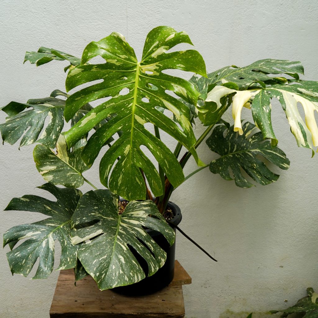 Monstera Thai Constellation - Fensterblatt