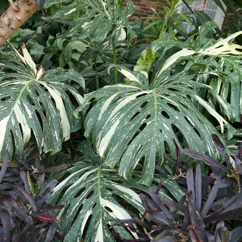 Monstera Thai Constellation - Fensterblatt
