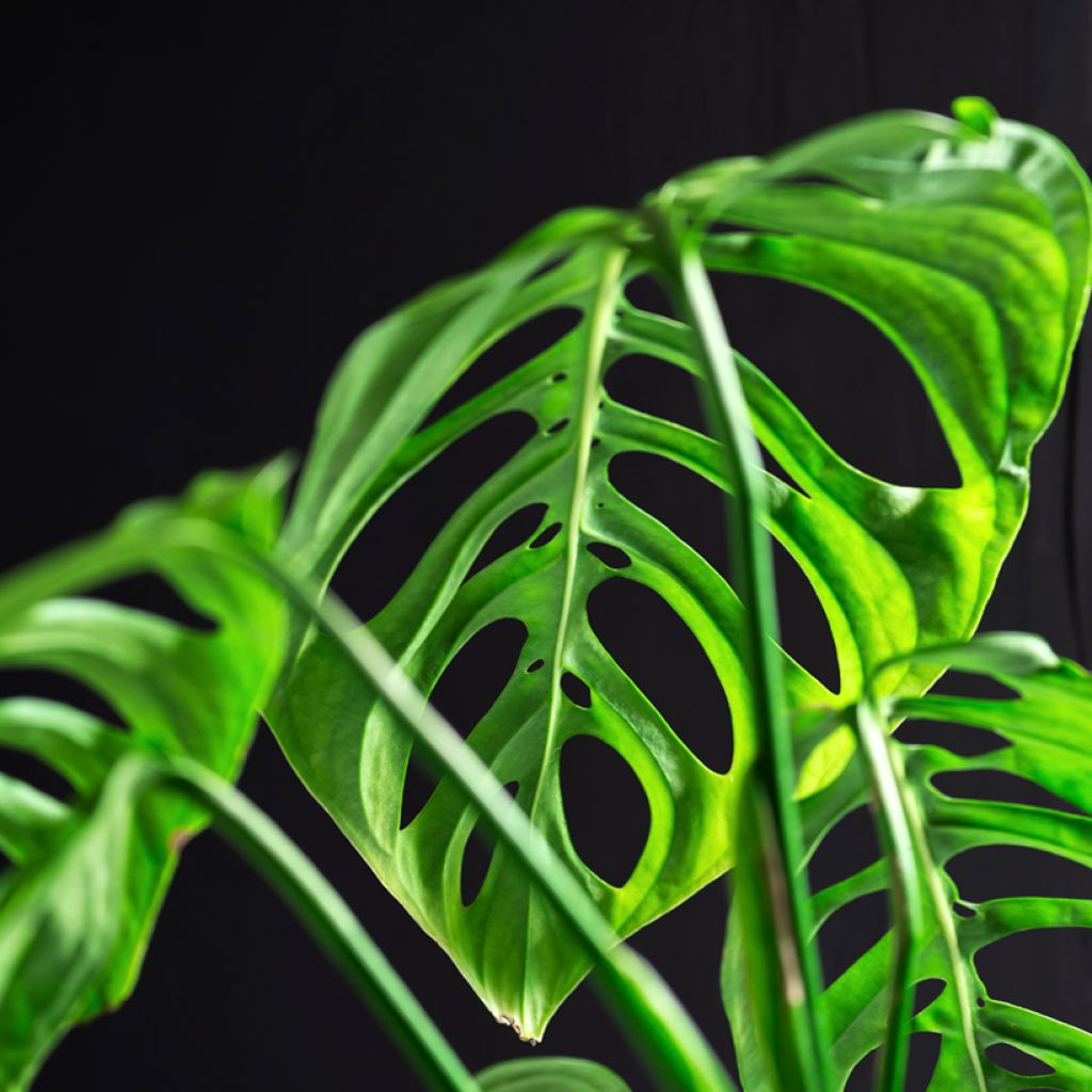 Monstera obliqua -Fensterblatt