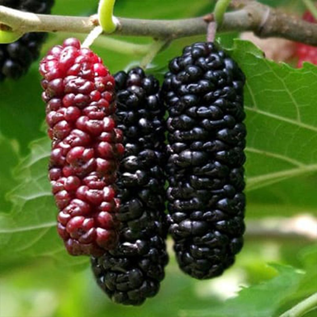 Maulbeere Illinois Everbearing - Morus x rubra