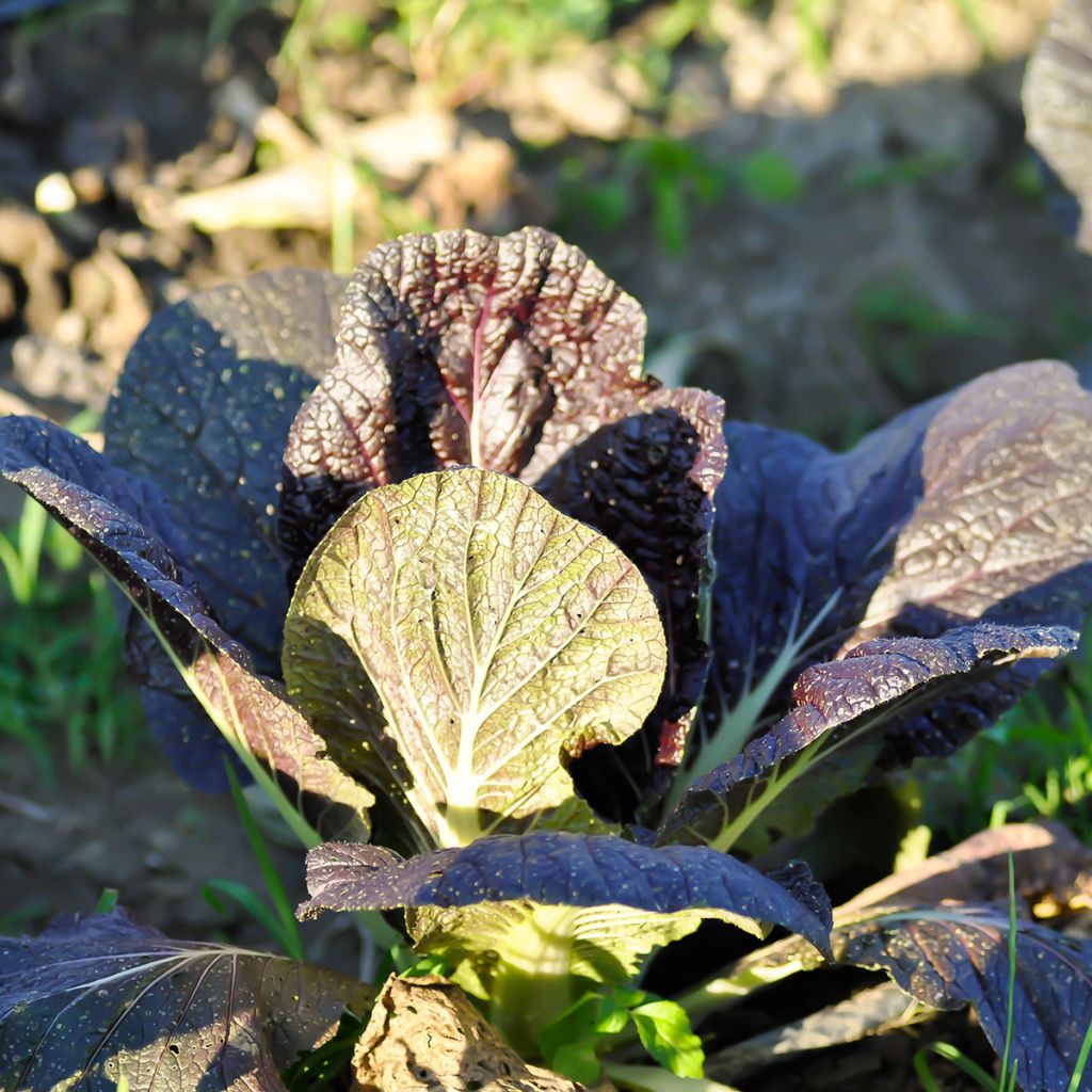 Sarepta-Senf Red Giant Bio - Ferme de Sainte Marthe