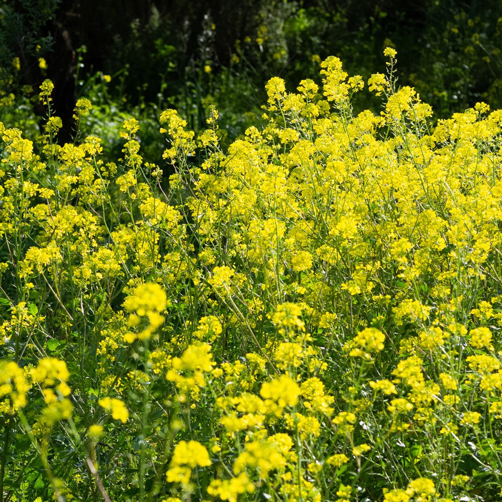 Weißer Senf (Grüner Dünger) - Sinapis alba
