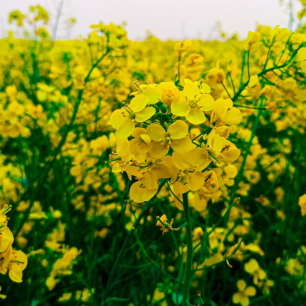 Weißer Senf (Grüner Dünger) - Sinapis alba