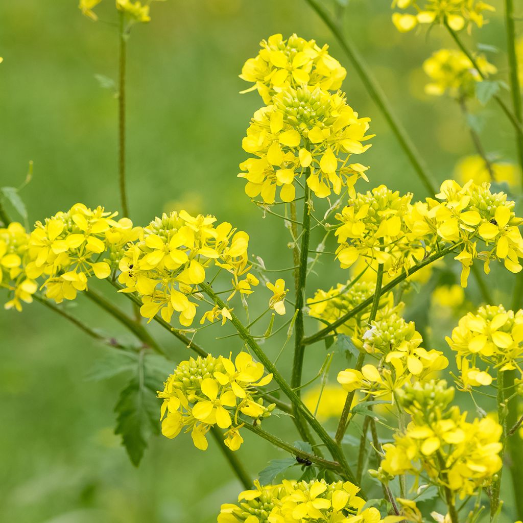 Weißer Senf (Grüner Dünger) - Sinapis alba