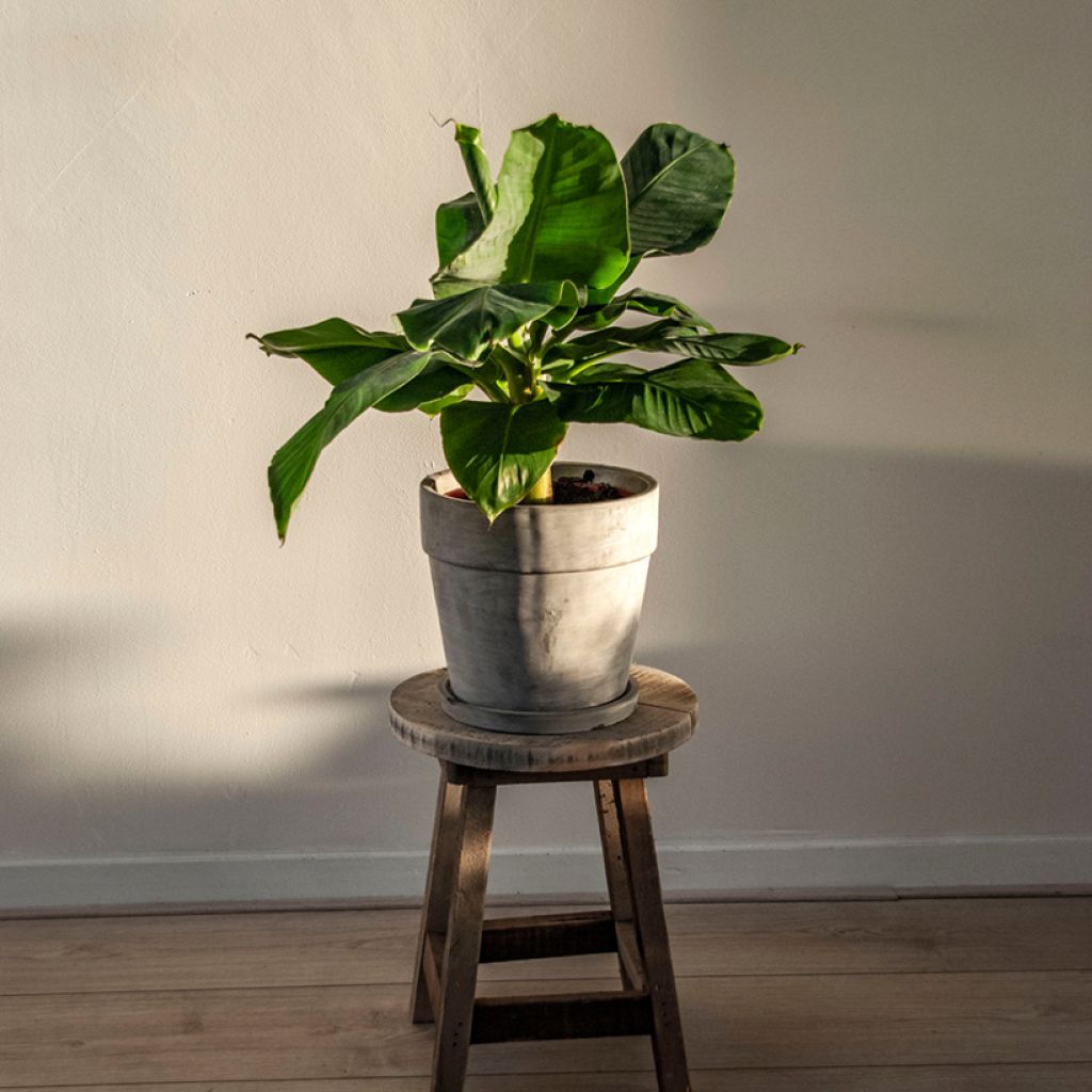 Musa acuminata - Zwerg-Essbanane