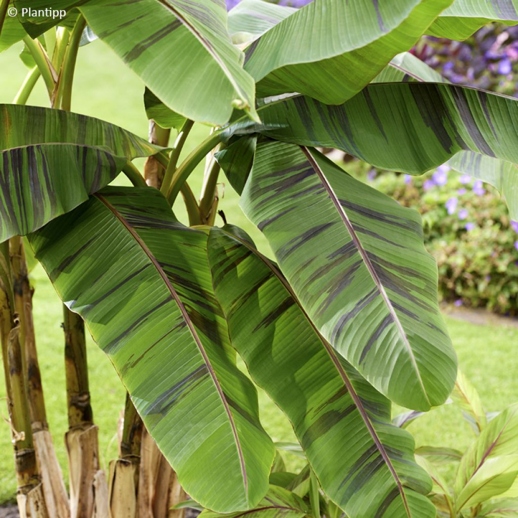 Bananenpflanze Ever Red - Musa sikkimensis