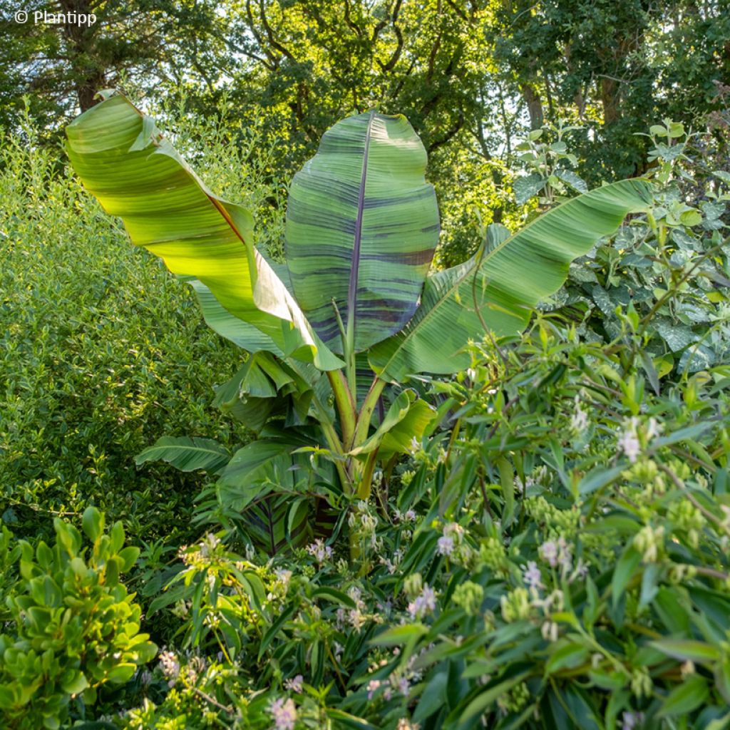 Bananenpflanze Ever Red - Musa sikkimensis