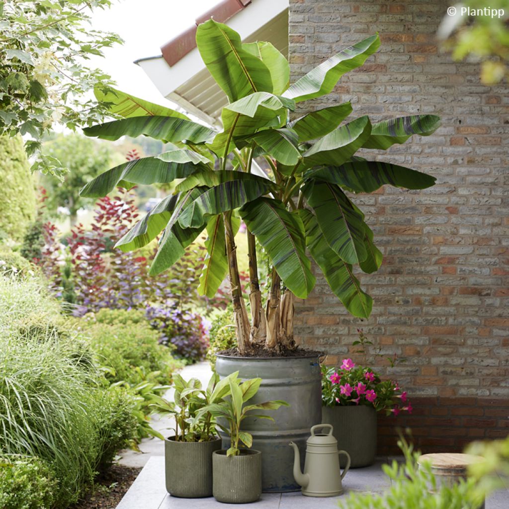 Bananenpflanze Ever Red - Musa sikkimensis