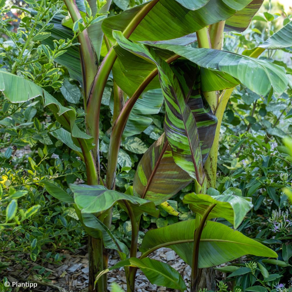 Bananenpflanze Ever Red - Musa sikkimensis