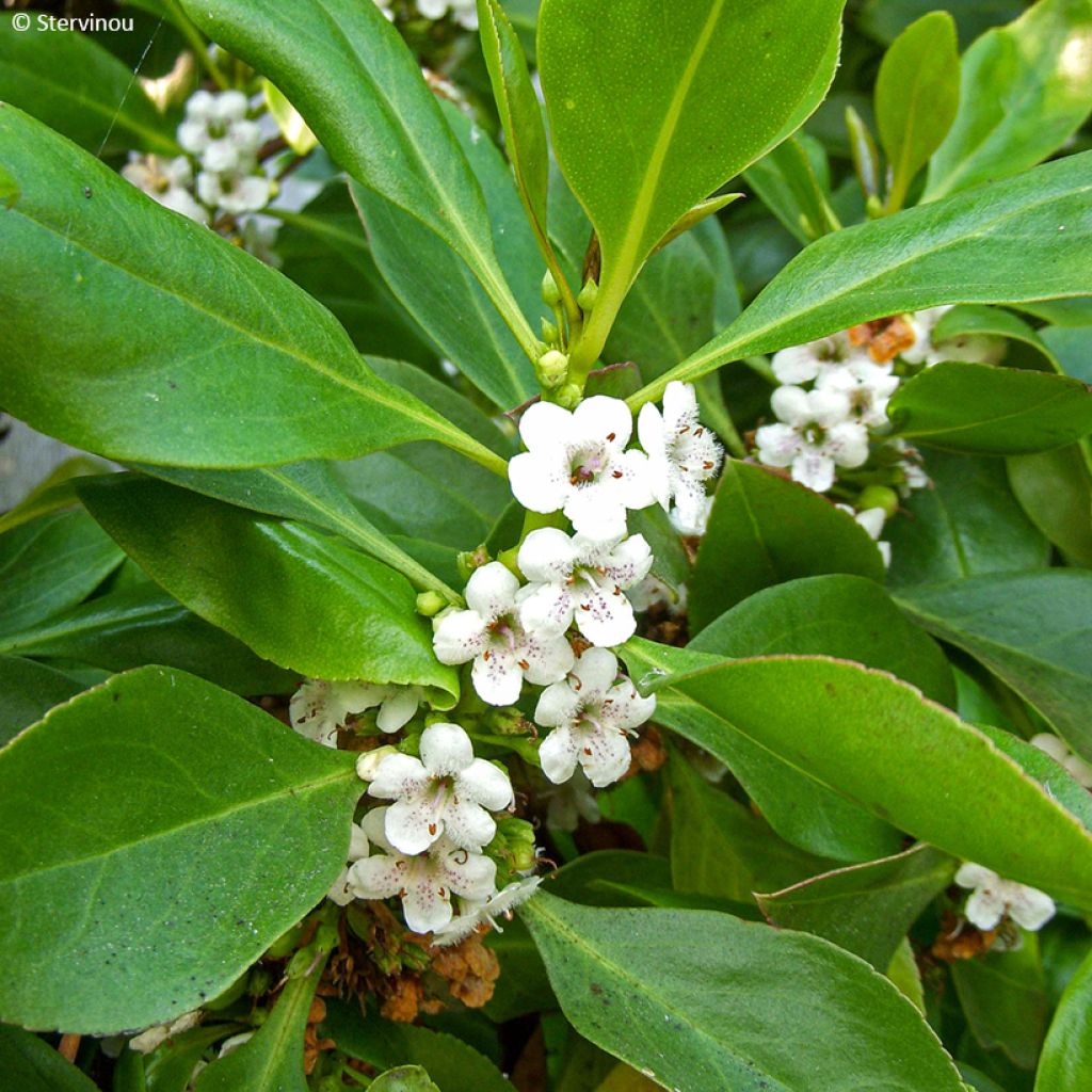 Myoporum laetum - Mauselochbaum