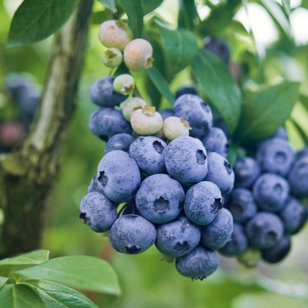 Amerikanische Blaubeere Darrow - Vaccinium corymbosum