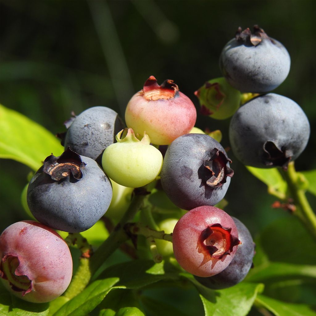 Myrtille d'Amérique - Vaccinium corymbosum Ivanhoe