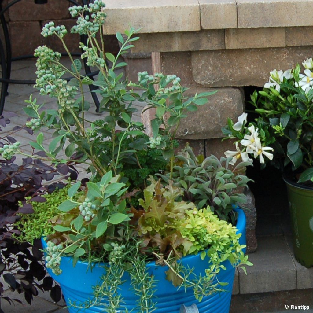 Myrtillier Cabernet Splash