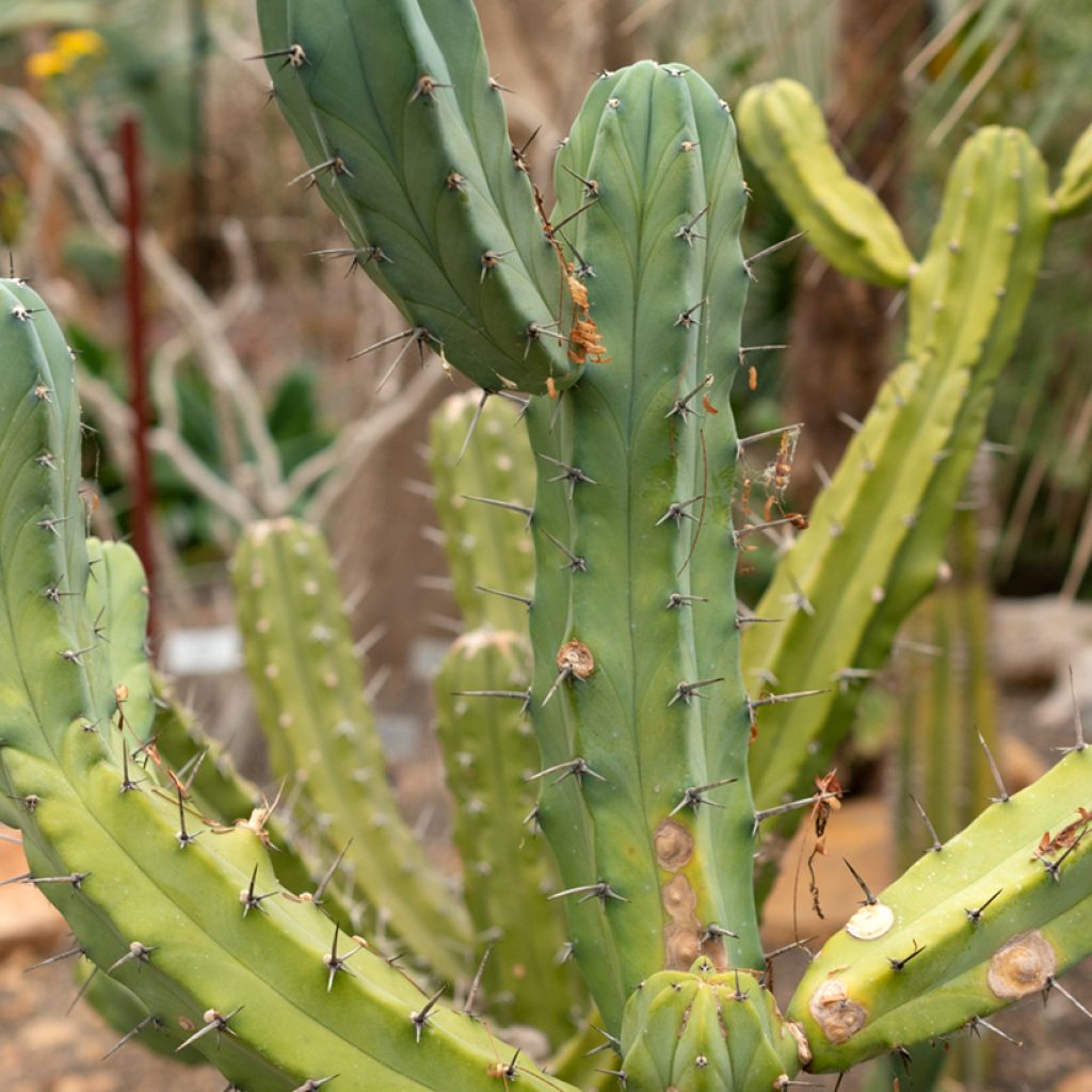 Myrtillocactus geometrizans