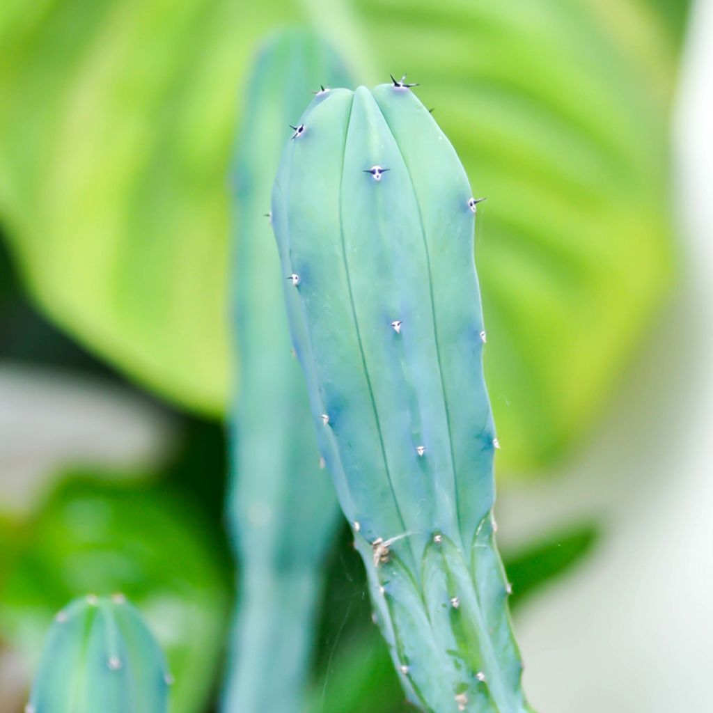 Myrtillocactus geometrizans