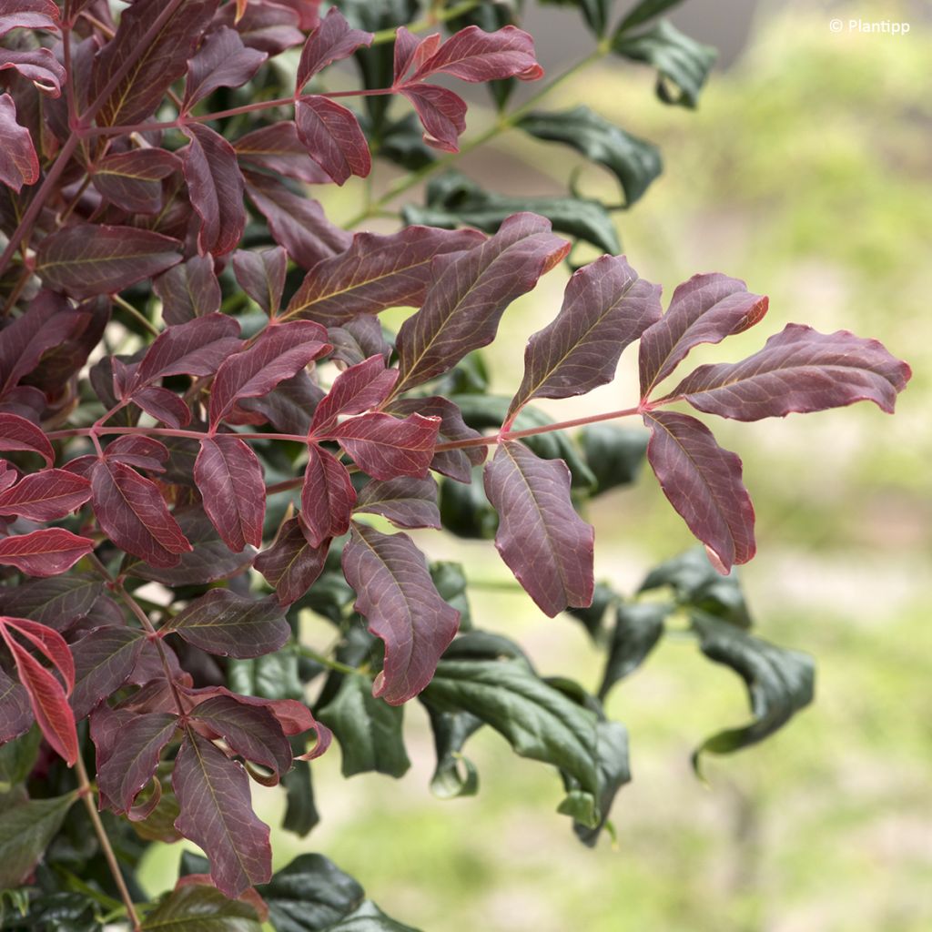 Nandina domestica Curly Obsessed - Himmelsbambus
