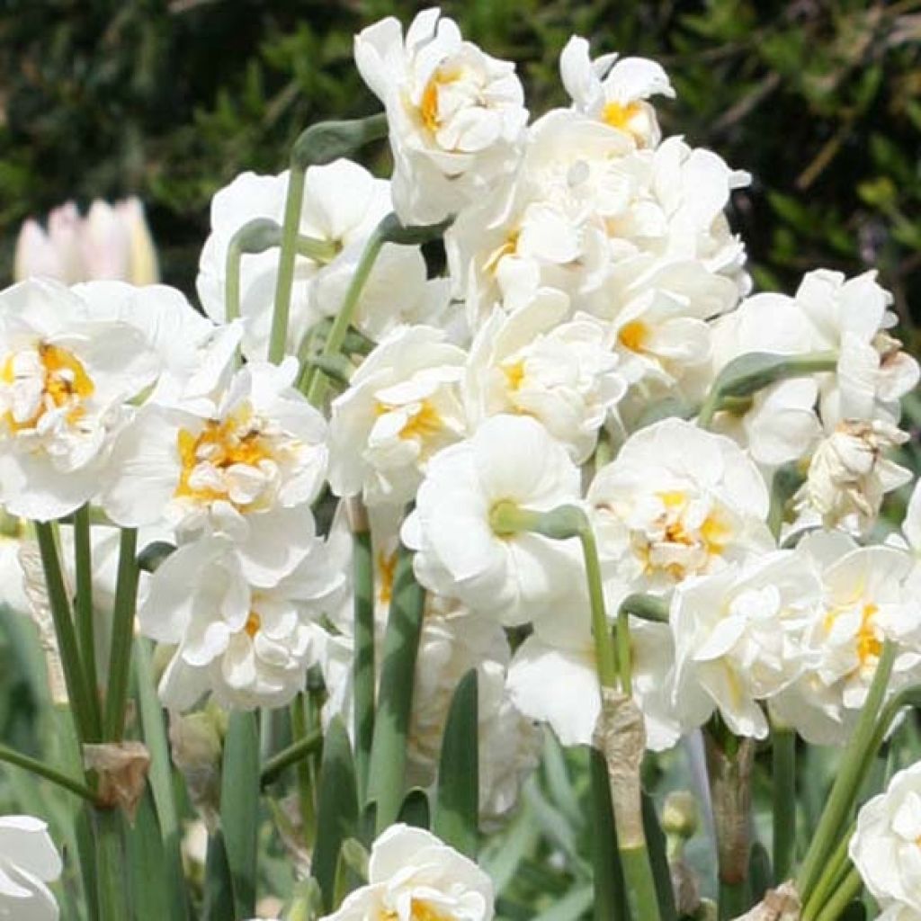 Narcissus tazetta Bridal Crown