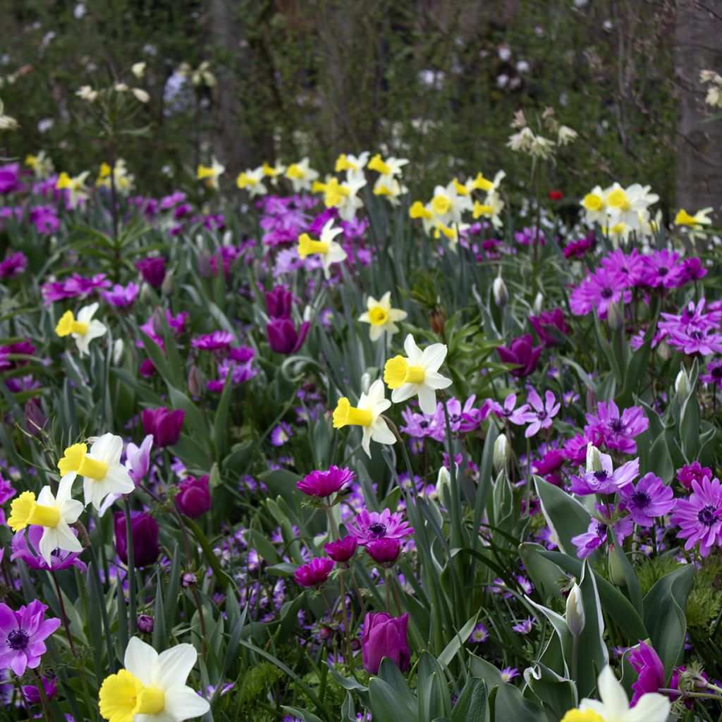 Narcissus cyclamineus Peeping Jenny