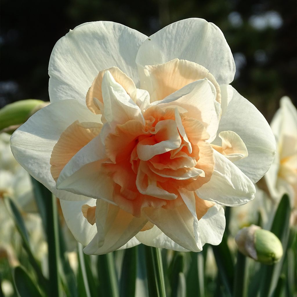 Narcissus Replete