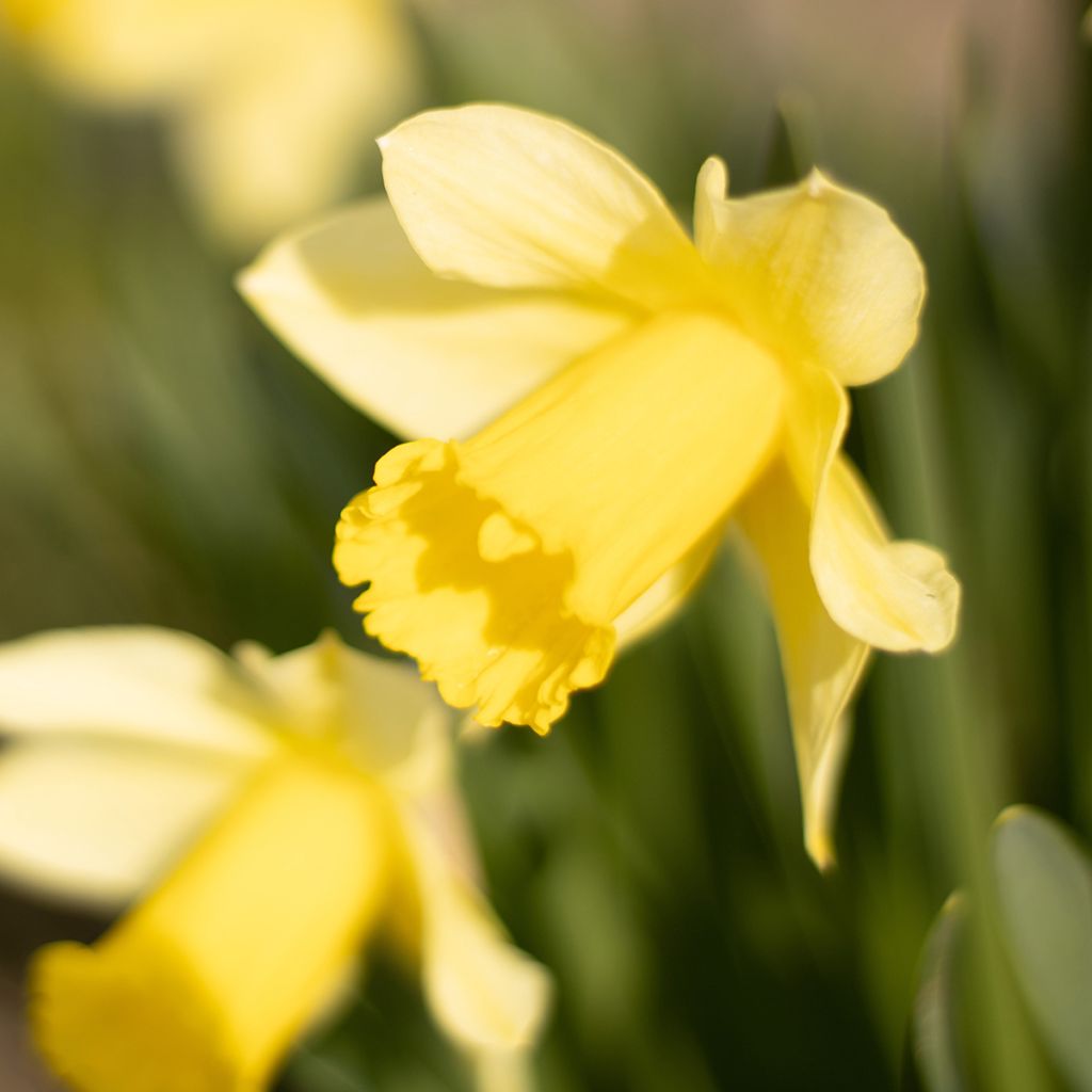 Narcisse Tête à Tête