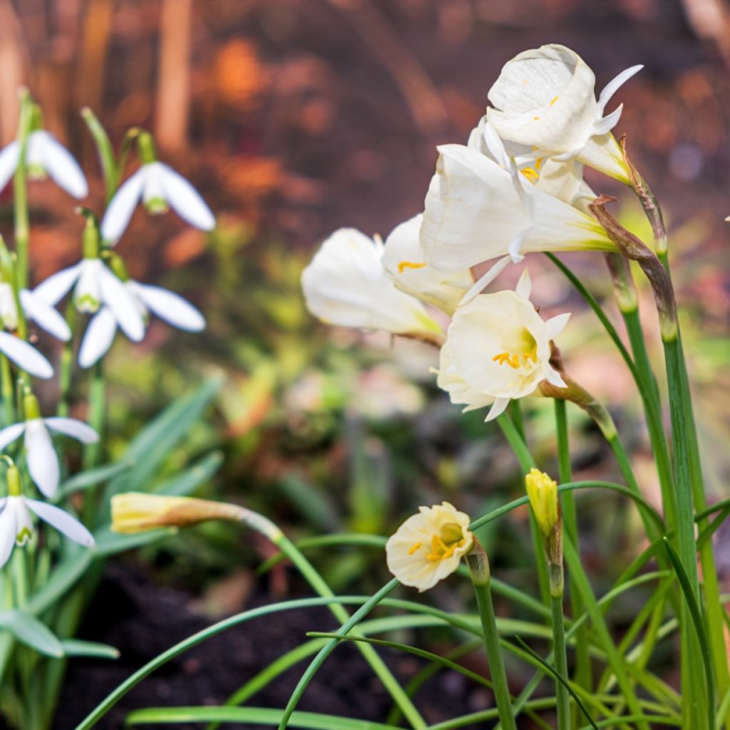 Narcissus bulbocodium Arctic Bells