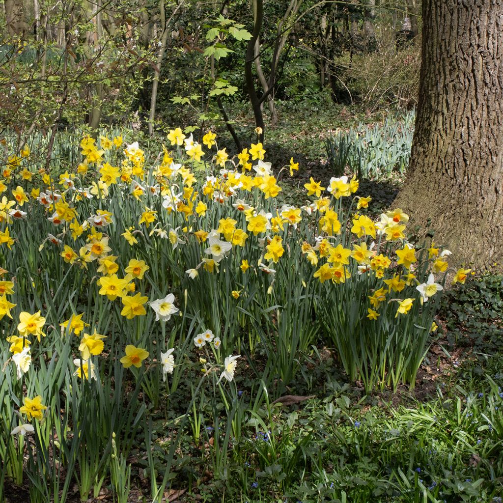 Narcissus Sélection Schryve