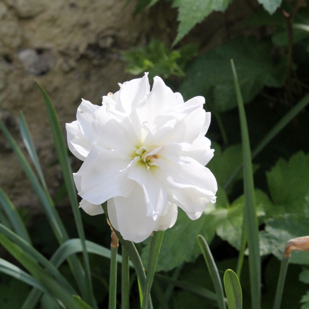 Narcissus poeticus Albus Plenus Odoratus