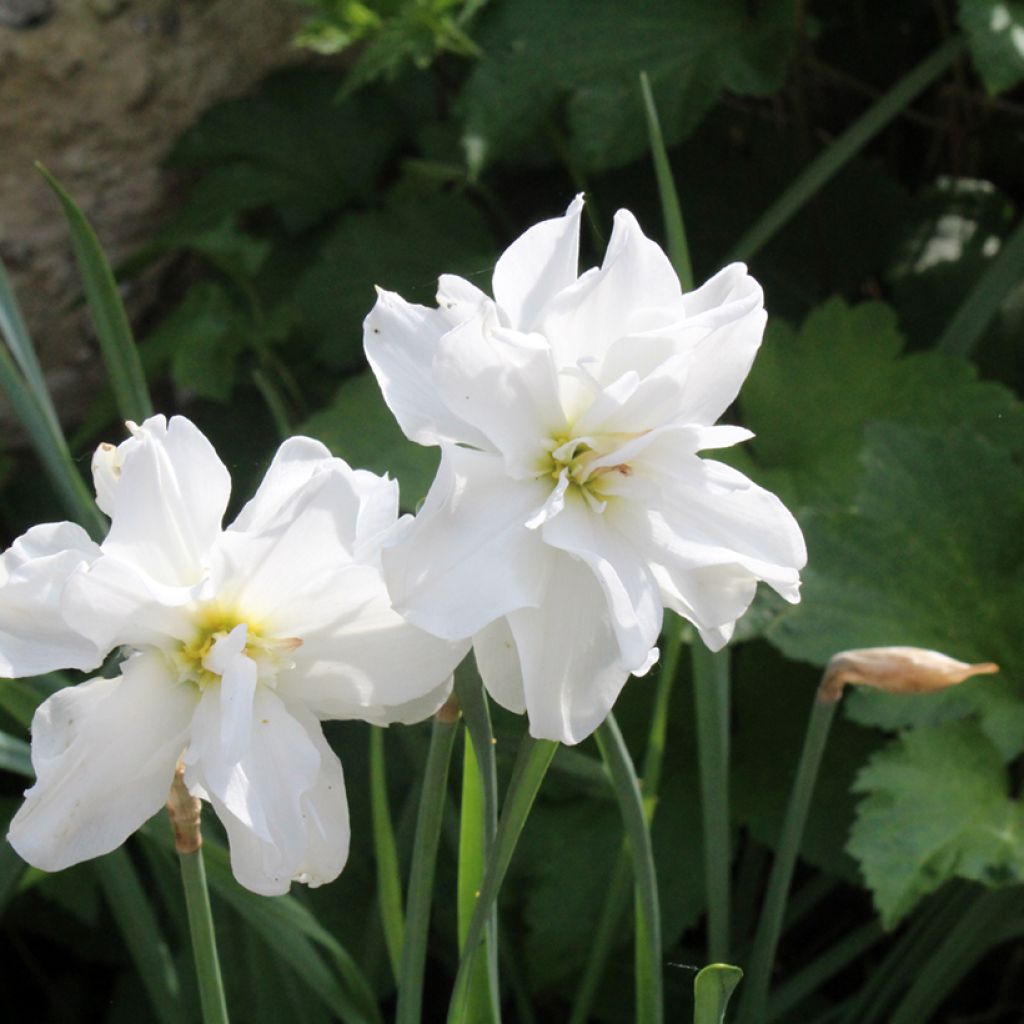 Narcissus poeticus Albus Plenus Odoratus
