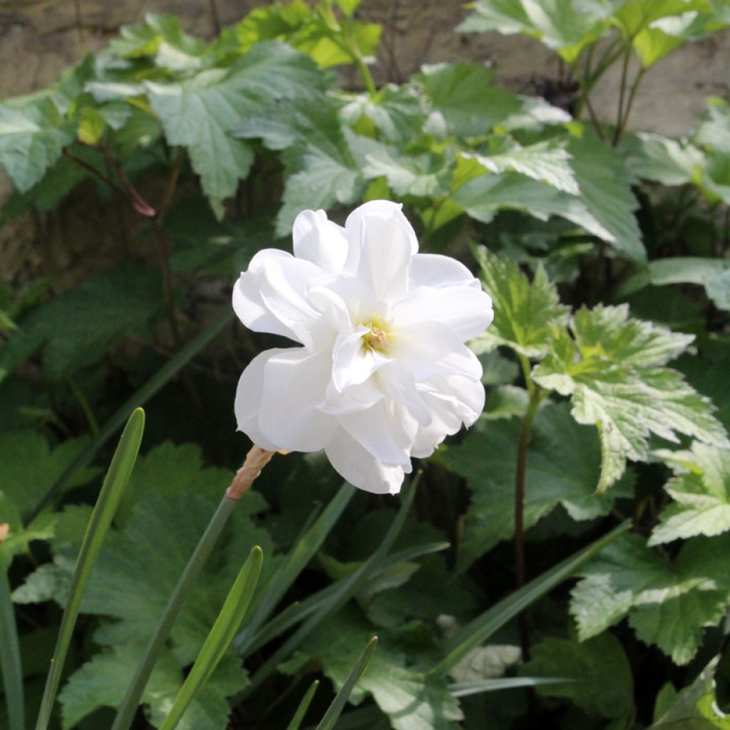 Narcissus poeticus Albus Plenus Odoratus