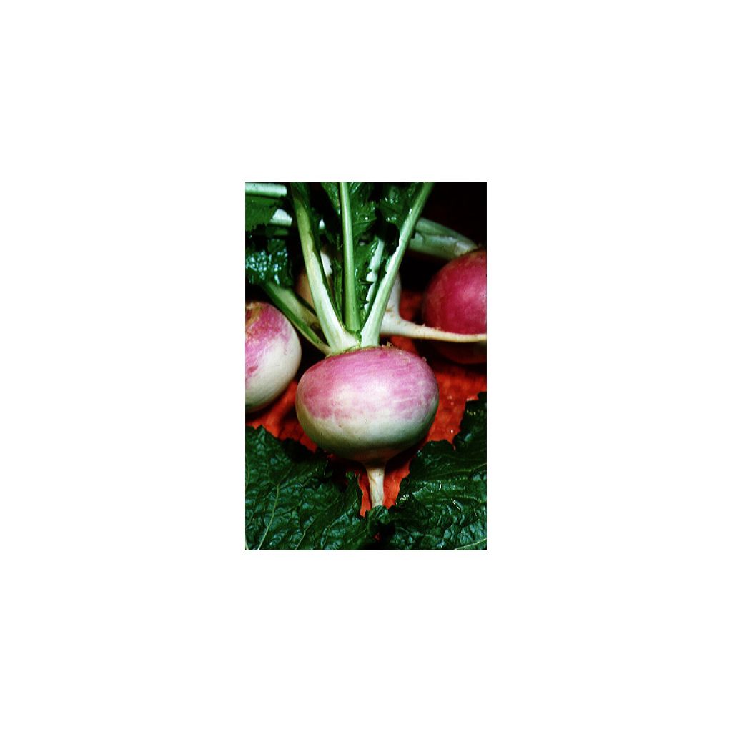 Rübe Blanc Globe Collet Violet