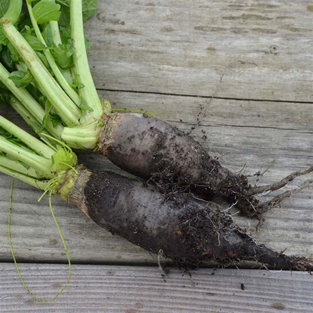 Schwarze Winter-Rettich Noir Long Bio - Ferme de Sainte Marthe