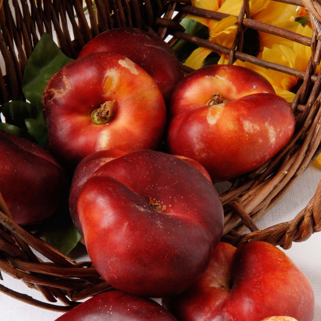 Nectarinier Mesembrine (plate) - Georges Delbard