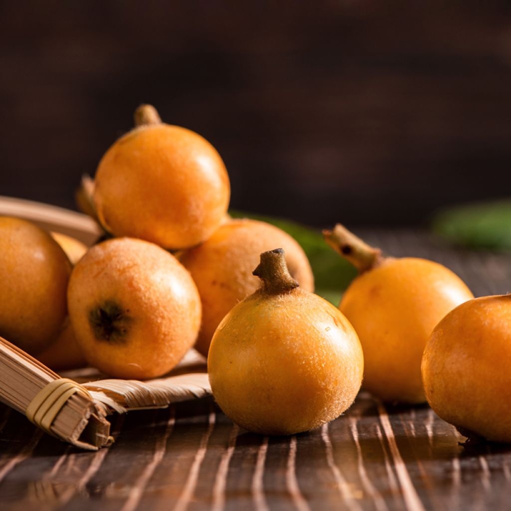 Japanische Wollmispel Argelino - Eriobotrya japonica