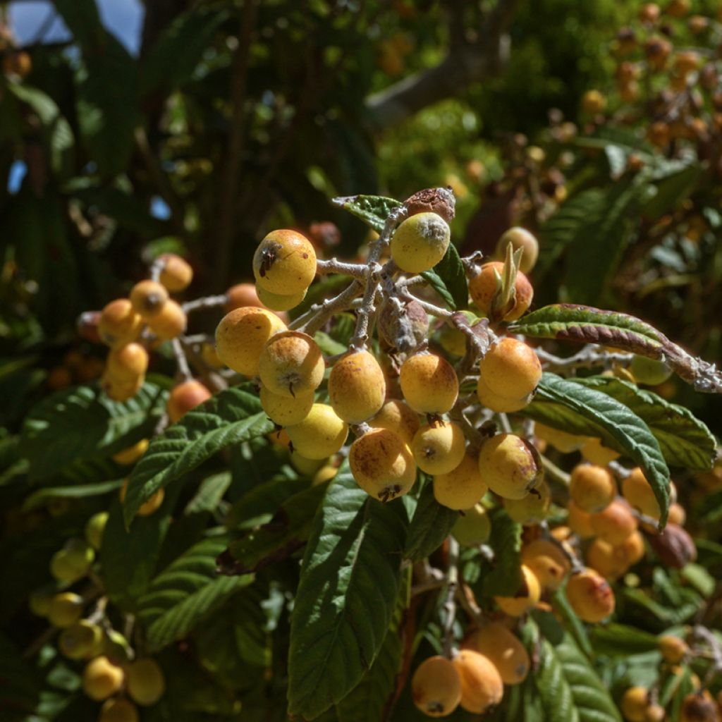 Japanische Wollmispel Argelino - Eriobotrya japonica