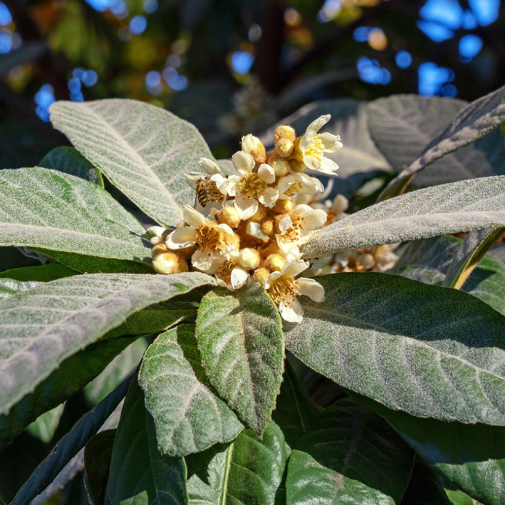 Japanische Wollmispel Argelino - Eriobotrya japonica