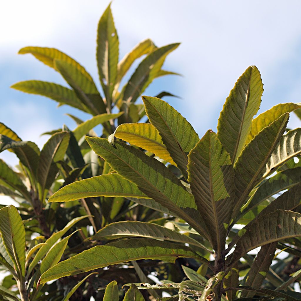 Japanische Wollmispel Tanaka - Eriobotrya japonica