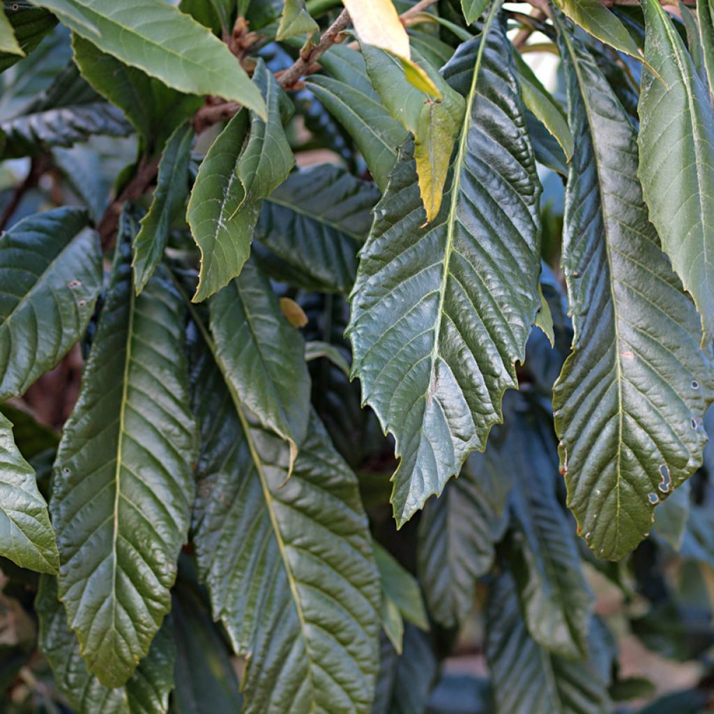 Japanische Wollmispel Tanaka - Eriobotrya japonica