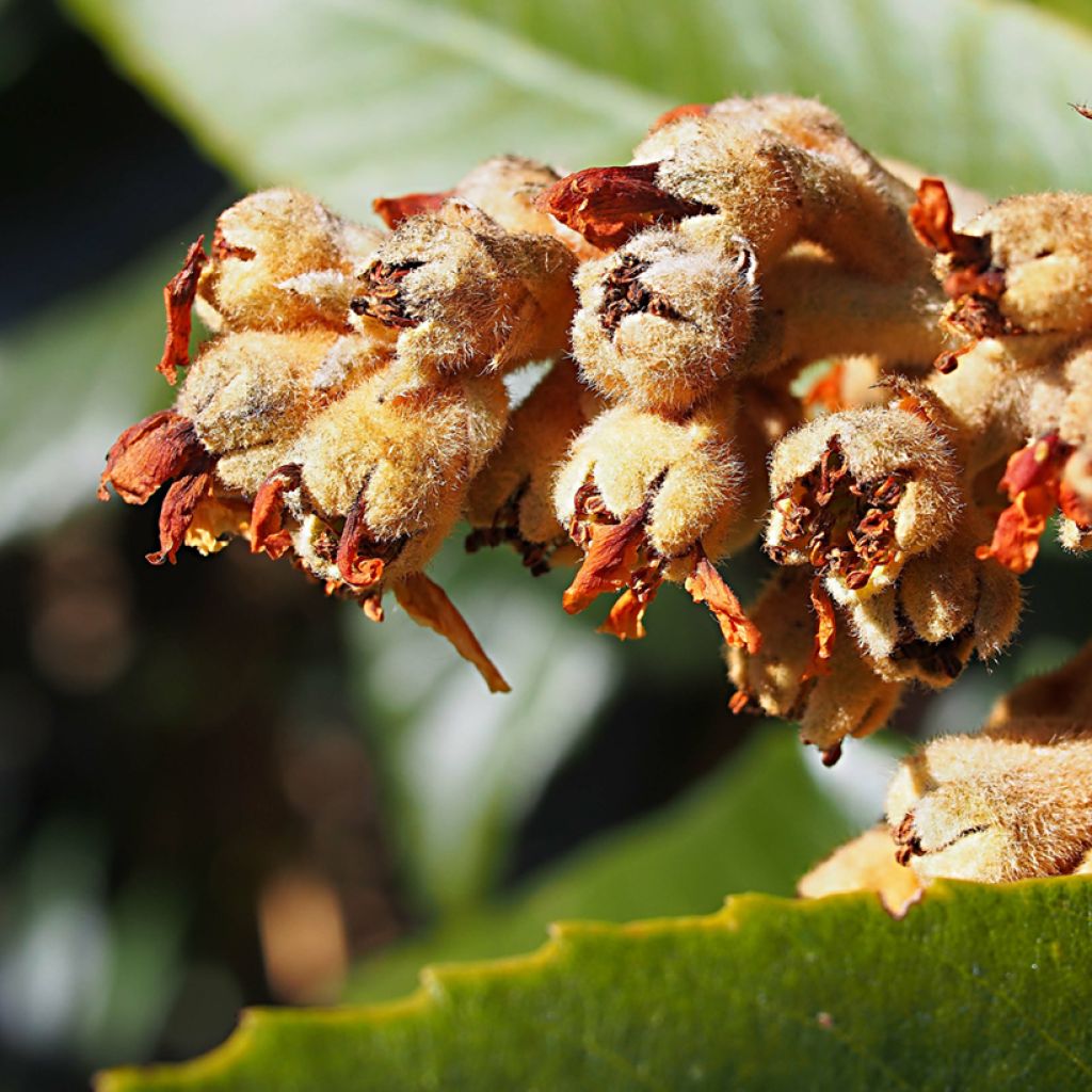 Japanische Wollmispel Tanaka - Eriobotrya japonica