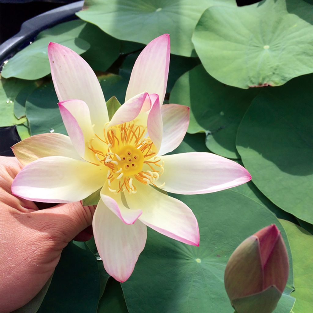 Nelumbo Guifei Zuijiu - Indische Lotosblume