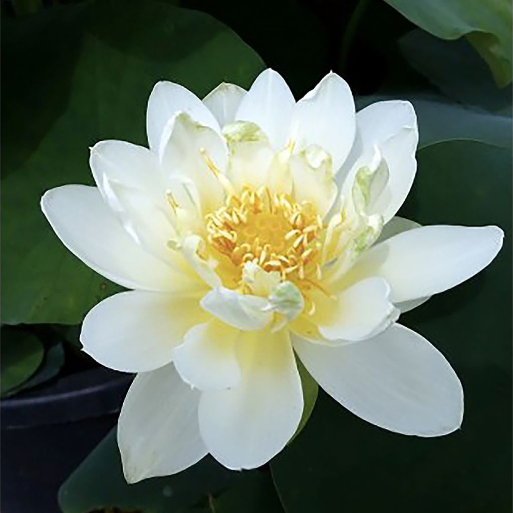 Nelumbo Jin Hehuan - Indische Lotosblume