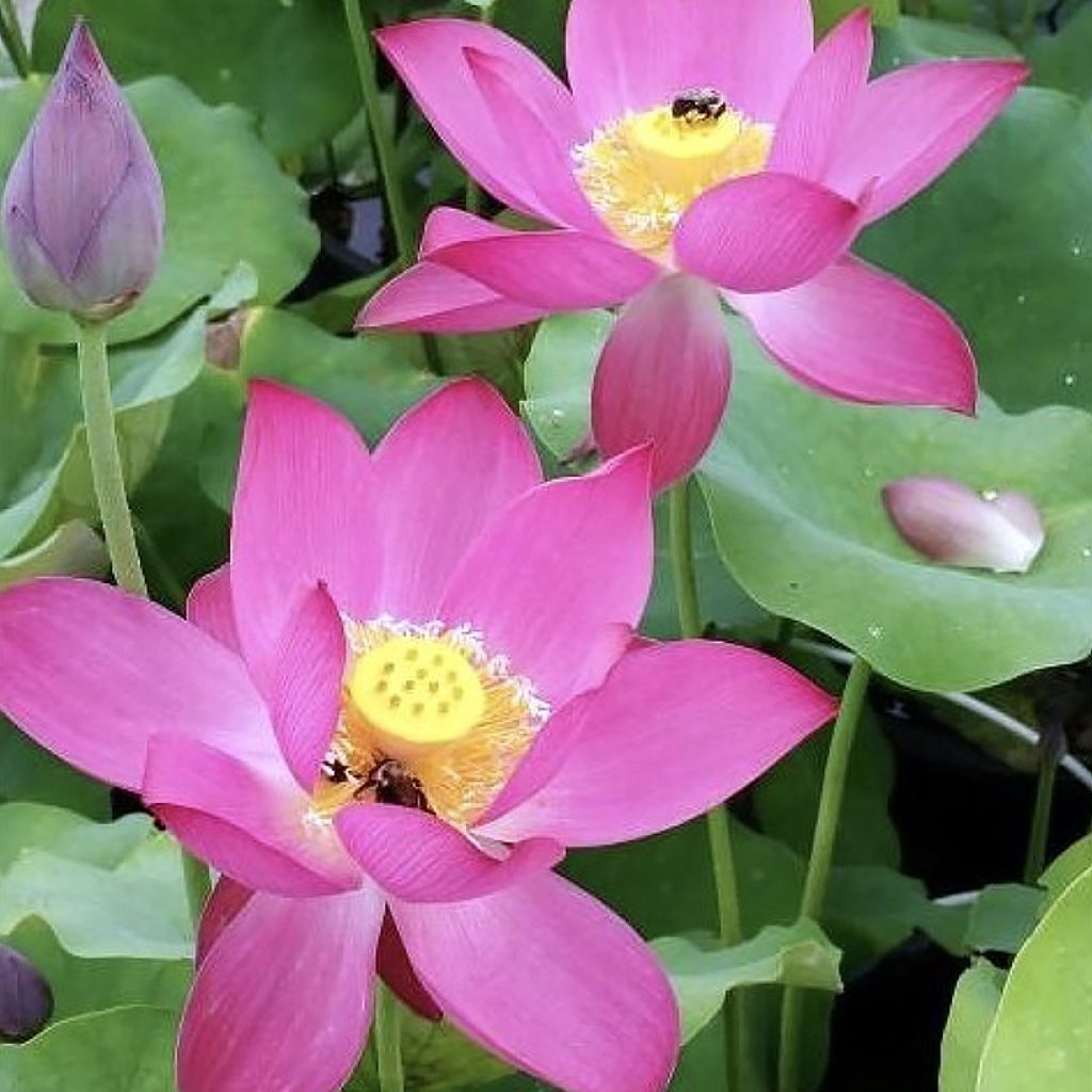 Nelumbo Red at Sunset - Indische Lotosblume