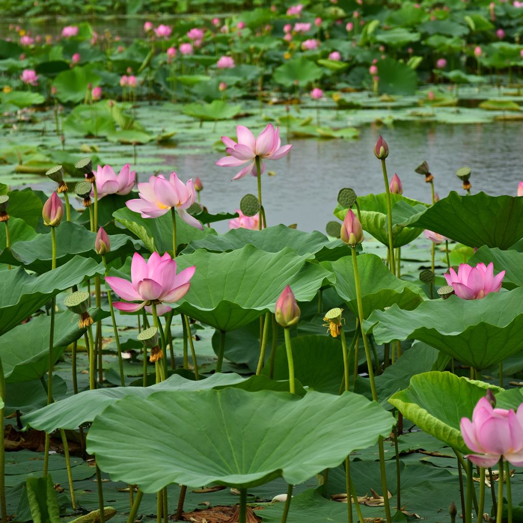 Nelumbo Red at Sunset - Indische Lotosblume