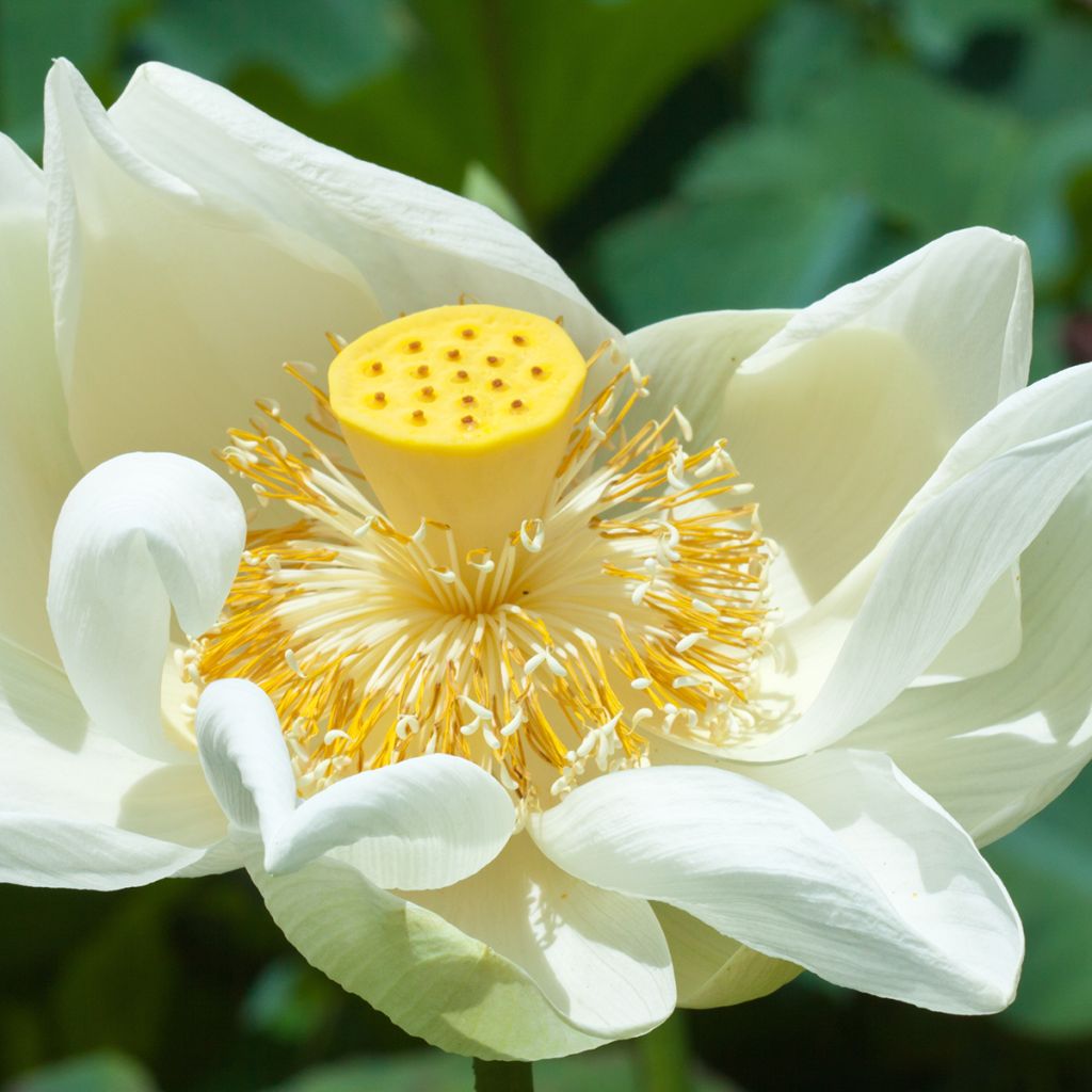 Nelumbo nucifera Stellar White - Indische Lotosblume