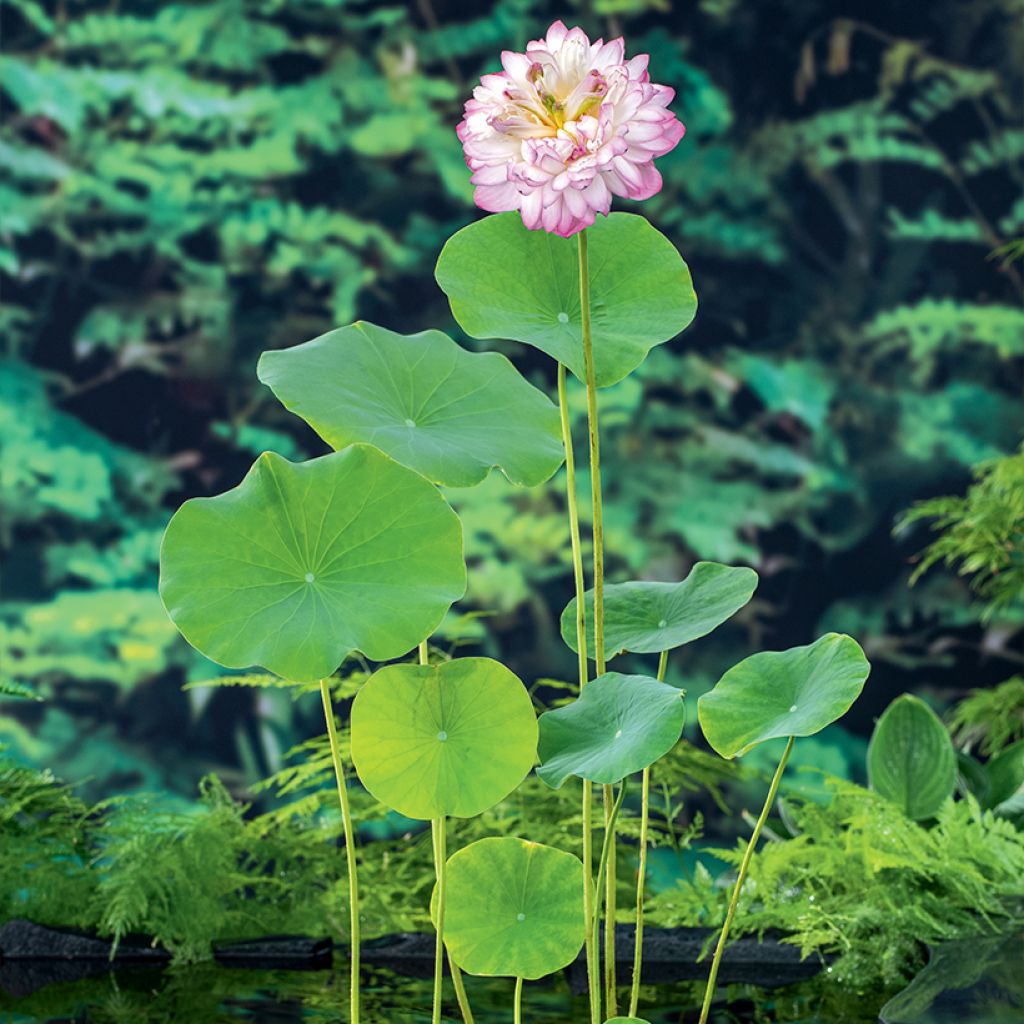 Nelumbo nucifera Rose - Indische Lotosblume
