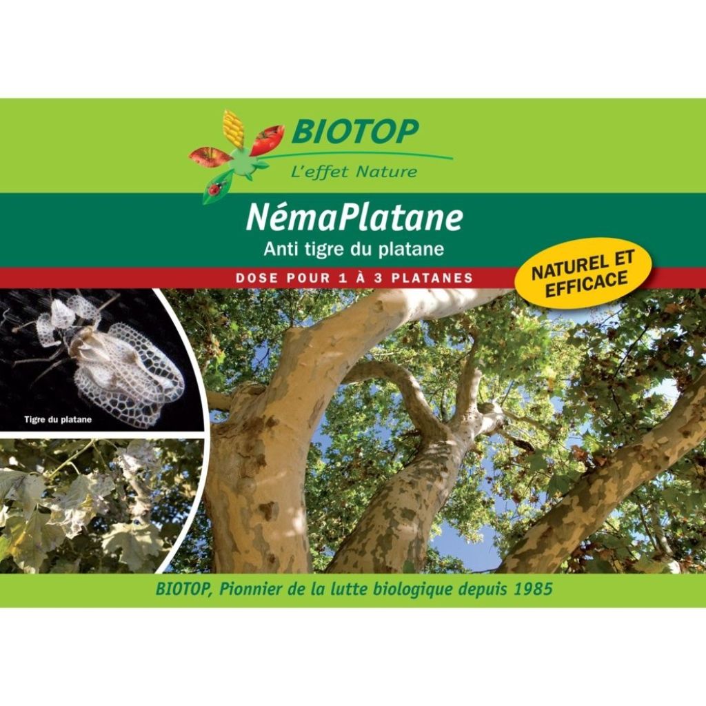 Nématoden NémaPlatane Biotop gegen Platanen-Tiger 100-Millionen-Dosen