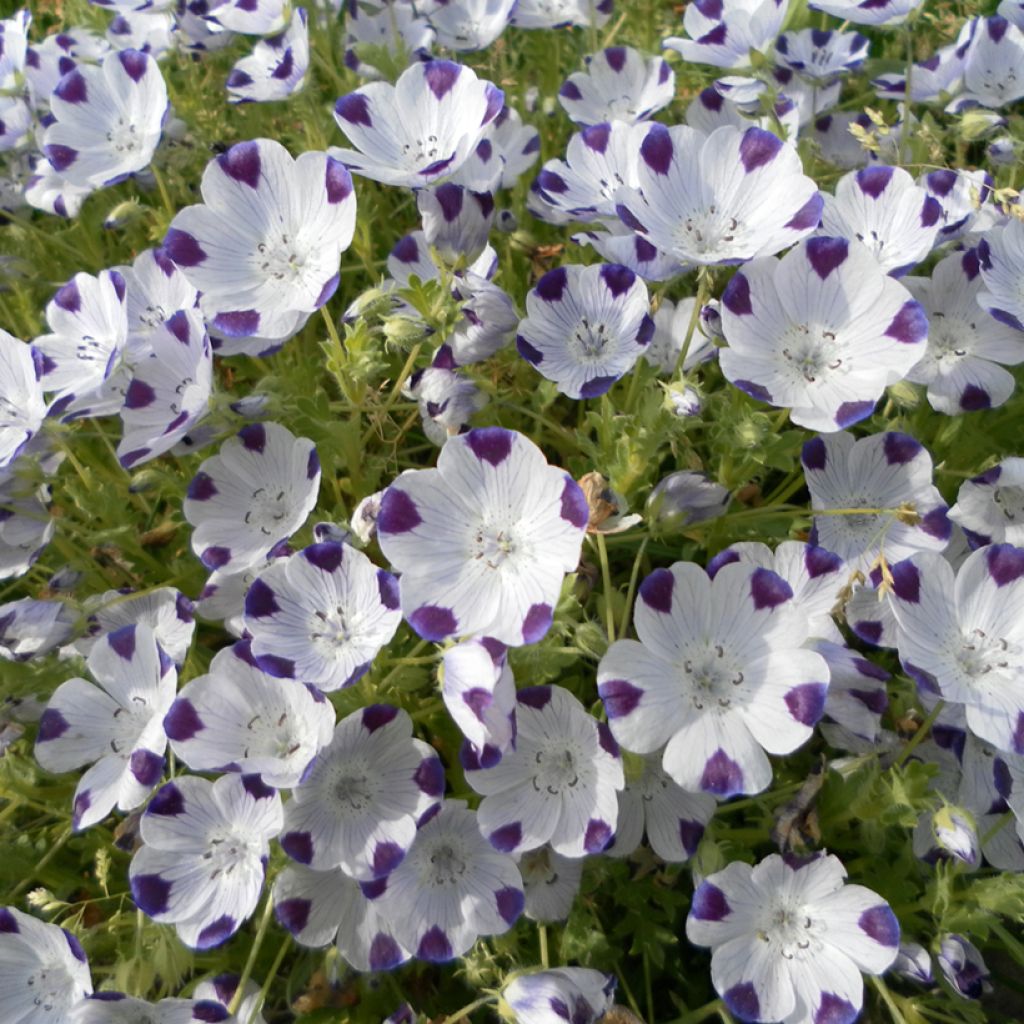 Nemophila maculata Spotty (Samen) - Gefleckte Hainblume